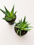 MINI PLANTS - RANDOM SELECTION