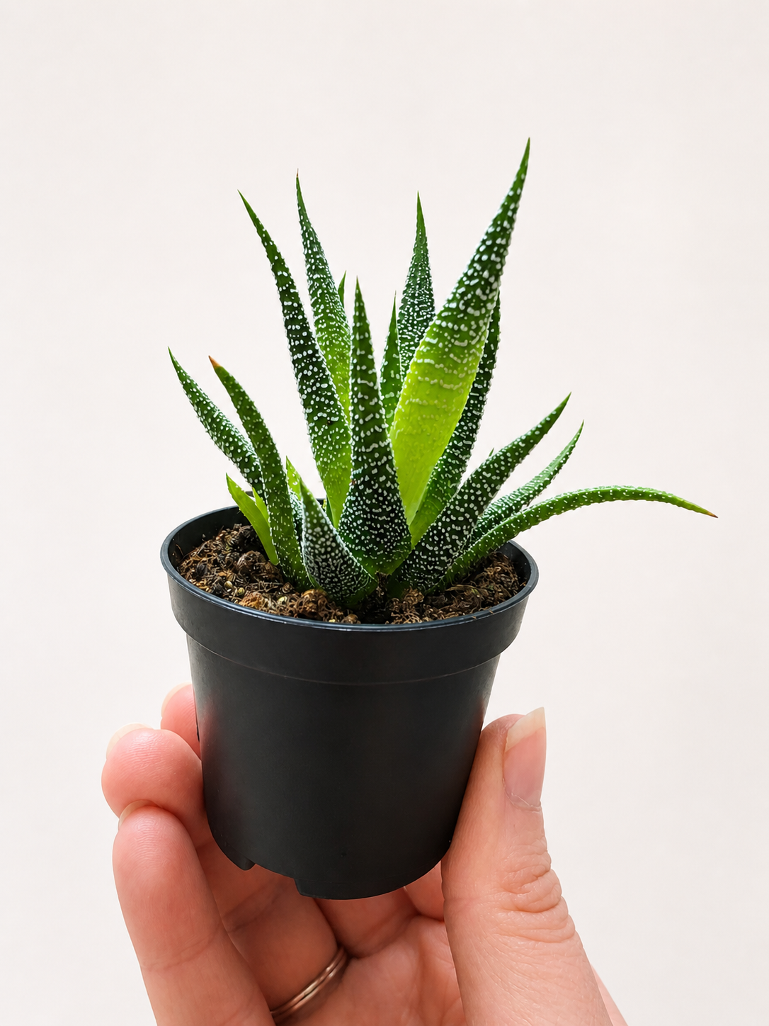 MINI PLANTS - RANDOM SELECTION