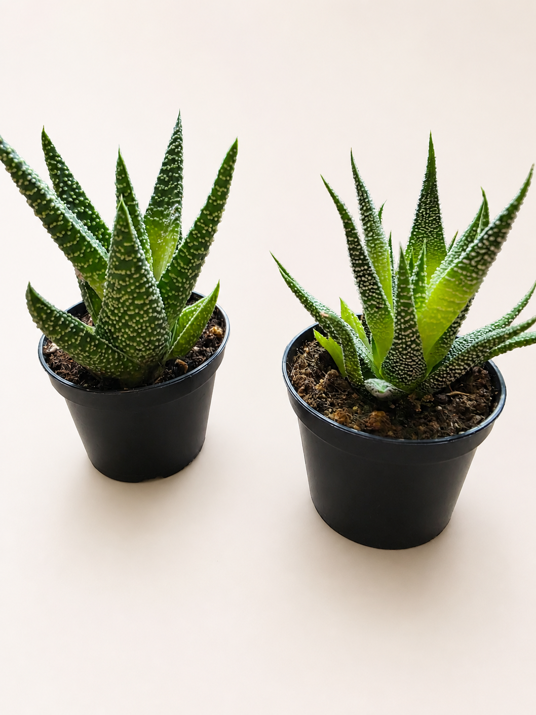 MINI PLANTS - RANDOM SELECTION